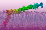 Structural determinants of HIV neutralizing antibodies